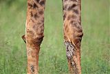 Red-billed Oxpecker